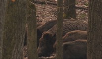 Slintačka ohrozuje aj divú zver. Ak by sa šírenie nákazy v lese vymklo spod kontroly, hrozila by katastrofa