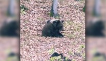 Ľudí pri obci Hriňová vystrašil medveď, potuloval sa neďaleko cesty