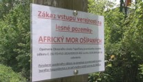 Africký mor ošípaných postupuje. Obce rušia akcie a na lesných cestách hliadkujú policajti