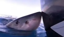 VIDEO: Žena šla s kamarátmi na ryby. Zrazu bol pri nich žralok a zahryzol sa im do motora