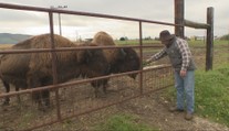 Jeden ho napadol, druhý mu zachránil život. Slovák Jozef chová bizóny