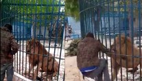 Muž skúšal v senegalskej ZOO rýchlosť reflexov leva. Dostal poriadne drsnú lekciu