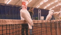 Potrebujú dostatok pohybu, kontakt aj duševnú pohodu. Stretli sme sa s chovateľmi papagájov