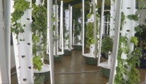 Farma bez hliny. V Prešove pestujú zeleninu aj v zime a minú o 95 percent menej vody