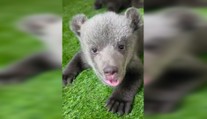 VIDEO: Nový míľnik pre medvieďatá v bojnickej zoo. Zariadenie tiež reaguje na žiadosti vidieť ich
