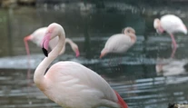 Deti vo veku 5, 6 a 8 rokov ukameňovali plameniaka v jihlavskej ZOO