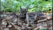Stačí chvíľka nepozornosti a ich život sa skončí. Dobrovoľníci zachraňujú srnčatá pred istou smrťou