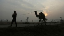 Na žiadosť domorodcov v Južnej Austrálii zastrelia tisícky tiav