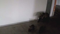 Medvedica s dvomi mláďatami si to namierila do centra Starého Smokovca. V pätách im bol samec