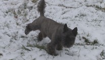 Vo Svidníku sa rozhodli pre pozitívny krok. Týka sa psích miláčikov