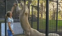 Brutálny útok v zoo. Levy napadli ošetrovateľku, tá je v kritickom stave