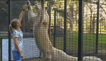 Brutálny útok v zoo. Levy napadli ošetrovateľku, tá je v kritickom stave