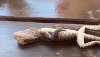VIDEO: Hasiča čakal netradičný prípad. Jaštericu musel ratovať masážou srdca