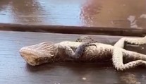 VIDEO: Hasiča čakal netradičný prípad. Jaštericu musel ratovať masážou srdca