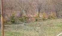 VIDEO: Exotická šelma na dvore rodinného domu v Hviezdoslavove. Žena neverila vlastným očiam