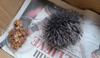 Bizarný omyl dobrosrdečnej ženy. Celú noc sa starala o huňatú čapicu, ktorú si zamenila s ježkom