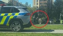 Najprv pri škole, potom na zastávke: Nahá žena vyvolala v Trnave rozruch, zasahovali záchranné zložky