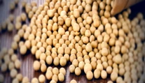 Slováci možno ani netušia, že jedia geneticky modifikované potraviny. Môže za to táto surovina