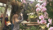 Botanická záhrada ponúka aj v zime tropické divadlo. Nahliadnite do pestrého sveta kvetov