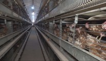 Vajcia z klietkového chovu zmiznú z predaja. Hydinári, ktorí sa nestihnú prispôsobiť, majú dve možnosti
