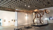 Padol nový rekord. Kostru tyranosaura vydražili za astronomickú sumu