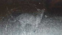 Pri Pukanci vraj zachytila fotopasca veľkú mačkovitú šelmu. Je to podvrh?!