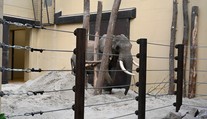 Zo Zimbabwe na Slovensko. ZOO v Bojniciach privítala nového člena