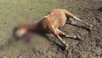 Desivý nález vo výbehu. Na farme pri Nitre našli mladého koňa s podrezaným hrdlom