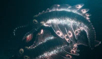 Nepodobá sa na žiadneho známeho tvora. Vedci ukázali prehistorického dravca pomenovaného po japonskej príšere
