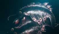 Nepodobá sa na žiadneho známeho tvora. Vedci ukázali prehistorického dravca pomenovaného po japonskej príšere