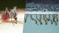 Nechýba vám otravné bzučanie? Horúce leto na Slovensku má nečakaný efekt