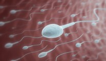 Nová štúdia prichádza s prekvapivými výsledkami. Muži s vyššou kvalitou spermií žijú dlhšie