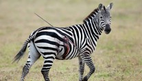 Neuveriteľná krutosť: Zebra behala so zapichnutým oštepom v tele