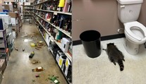 FOTO: V obchode narobil poriadnu spúšť. Opitý medvedík však ďaleko neušiel, našli ho spiaceho na toaletách