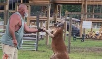 Tragický incident v zoo. Muž chcel „umravniť“ problémového klokana, zviera ho ubilo na smrť