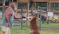 Tragický incident v zoo. Muž chcel „umravniť“ problémového klokana, zviera ho ubilo na smrť