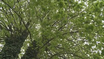 V Zborove rastie unikátna lipa. Ako jediná z aleje prežila boje prvej svetovej vojny