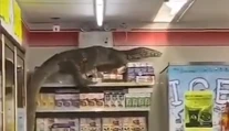 VIDEO: Zákazníci neverili vlastným očiam. Do obchodu vtrhol obrovský varan