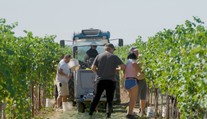 Zberači vo vinohradoch pracujú od rána do večera. Vinári si hrozno tento rok pochvaľujú, burčiak už je v ponuke
