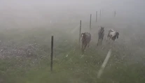VIDEO: Silu búrky v Závadke ukazujú zábery z jazdeckej školy