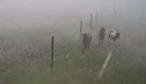 VIDEO: Silu búrky v Závadke ukazujú zábery z jazdeckej školy