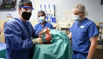 Veľký prielom v medicíne. Mužovi transplantovali srdce z prasaťa