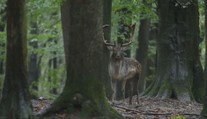 Tragédia vo Veľkom Krtíši: Chcel pomôcť danielovi, no stálo ho to život. Expert hovorí o veľkej chybe