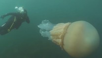 VIDEO: Nebývalý úkaz pri britskom pobreží: Objavili medúzu o veľkosti človeka
