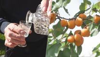 Ovocia je tento rok viac než dosť. Páleničiari sa tešia, no liter domácej vyjde poriadne draho