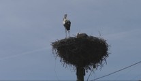 Samica bociana sa po troch rokoch vrátila domov. Dokonca priniesla aj svoje mláďa