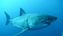 Obávaný predátor o sebe dal opäť vedieť. Najväčší samec žraloka modrého smeruje k obľúbenému letovisku