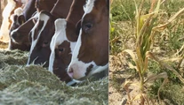 Takúto situáciu nepamätajú. Niektorí slovenskí farmári už musia predávať dobytok