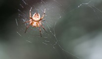 Máte strach z pavúkov? Je niekoľko spôsobov, ako im zabrániť, aby sa vracali do vášho obydlia