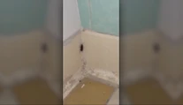 Pacient na urgente v Bratislave nakrútil šváby priamo v čakárni. Reakcia zdravotníka ho šokovala